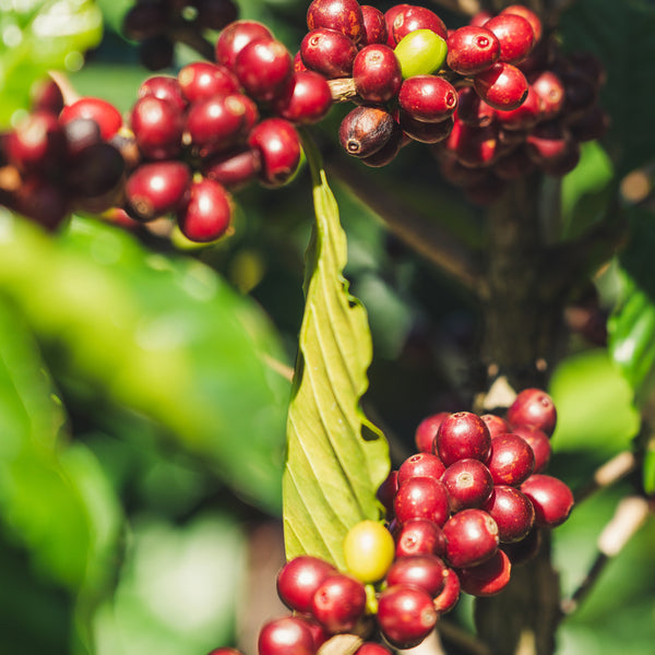 Curso de iniciación al Café de Especialidad