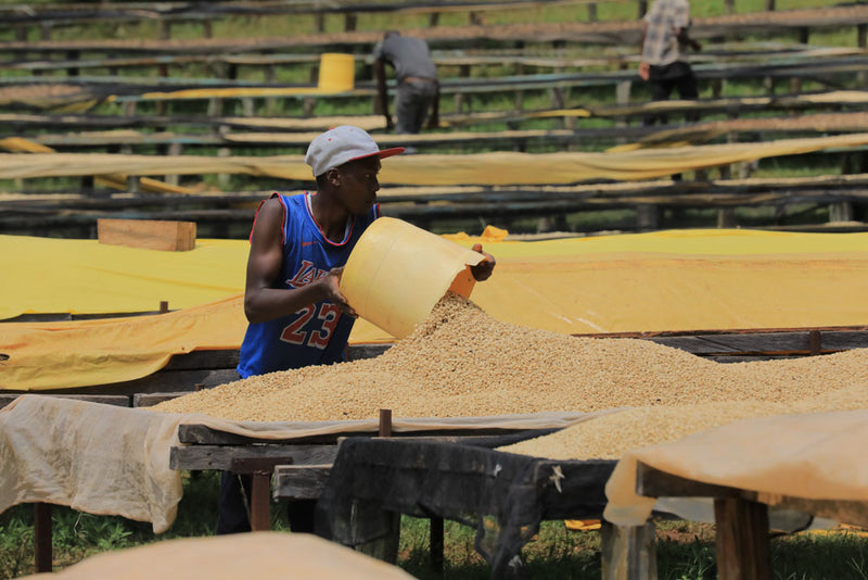 Café de origen directo