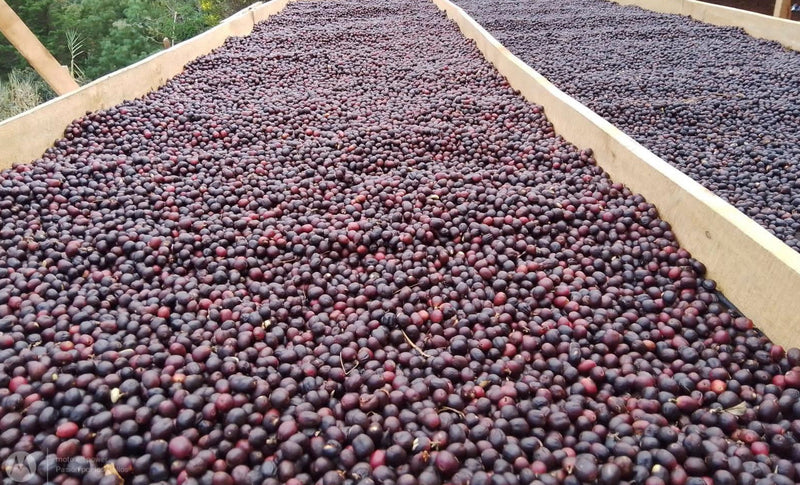 Blue House Espresso — Historia