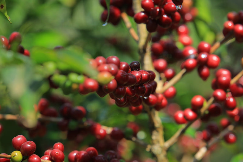 Sweet Spot Decaf — Historia